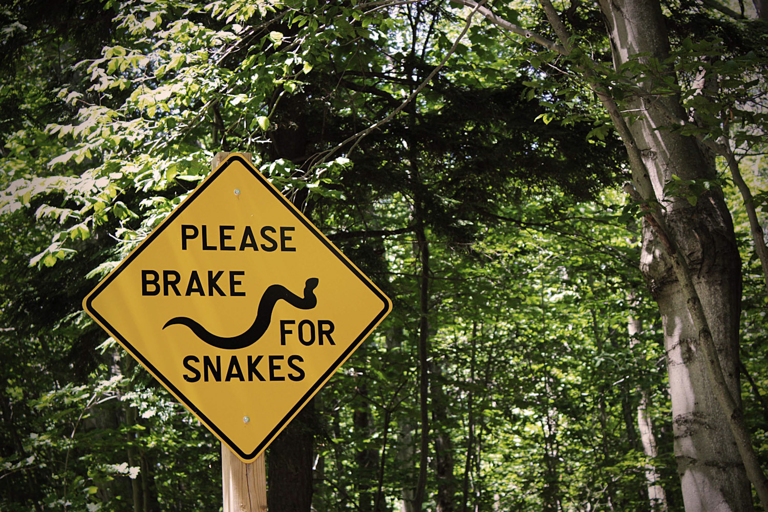 brake for snakes