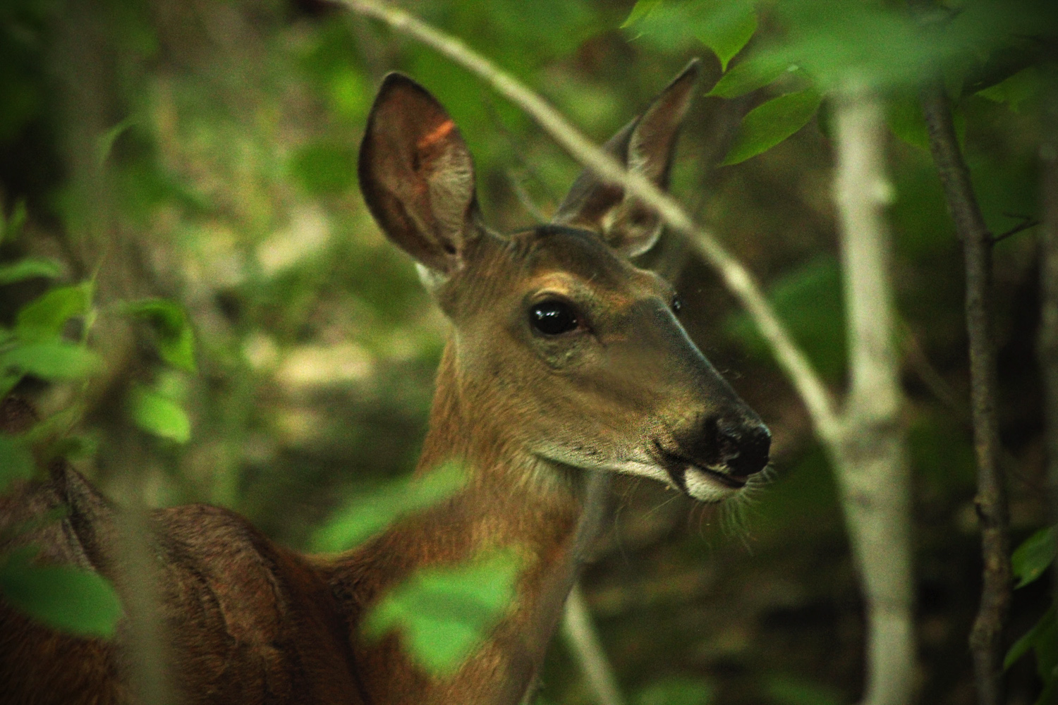 deer6