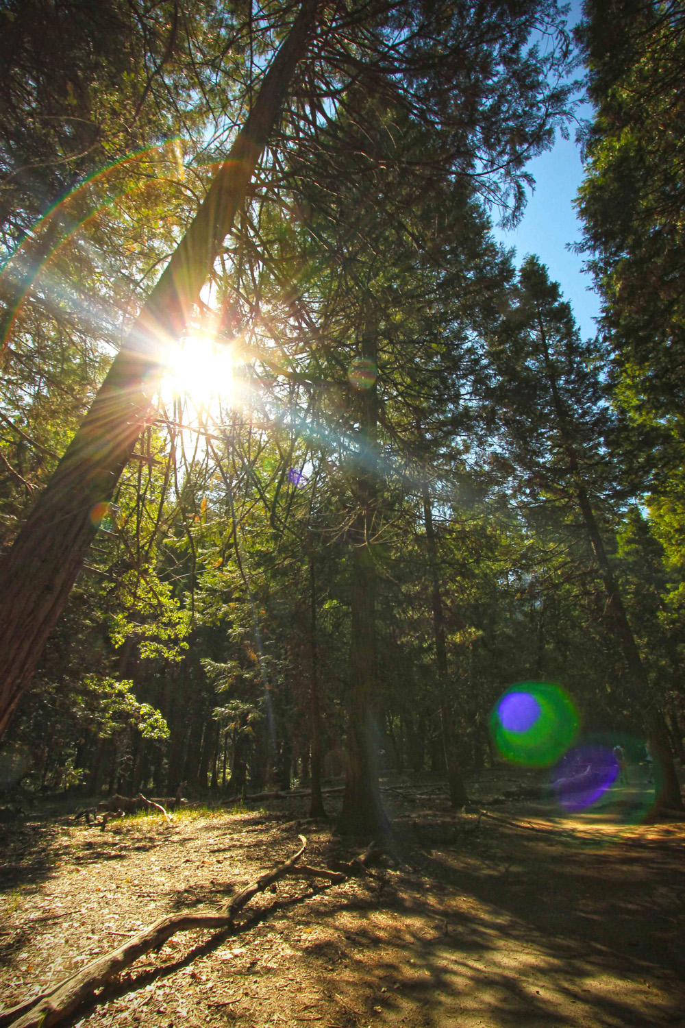 sunflare