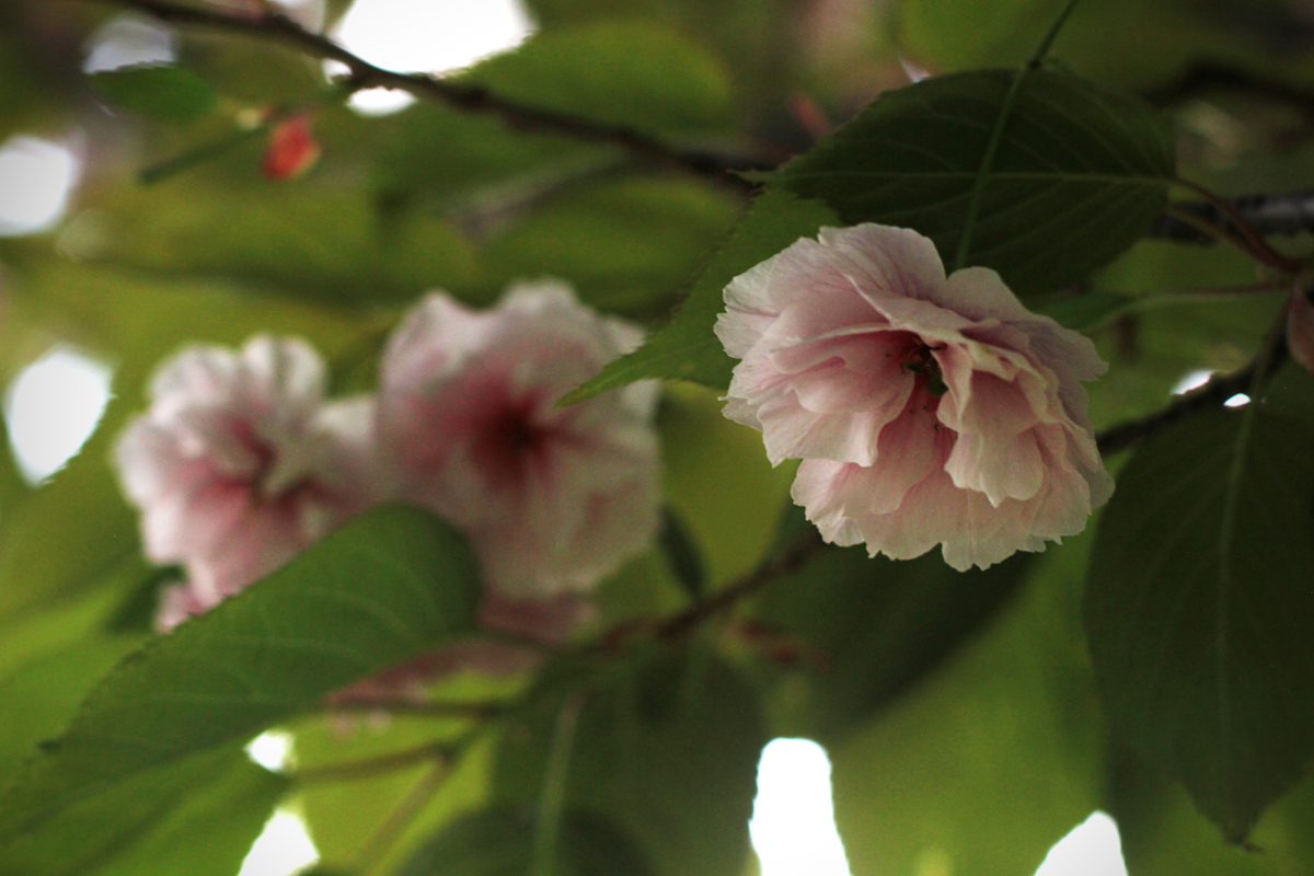 blossom14