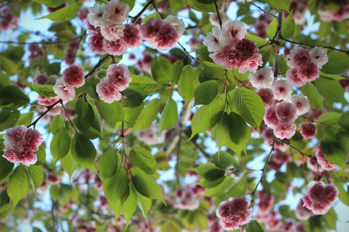 blossom16