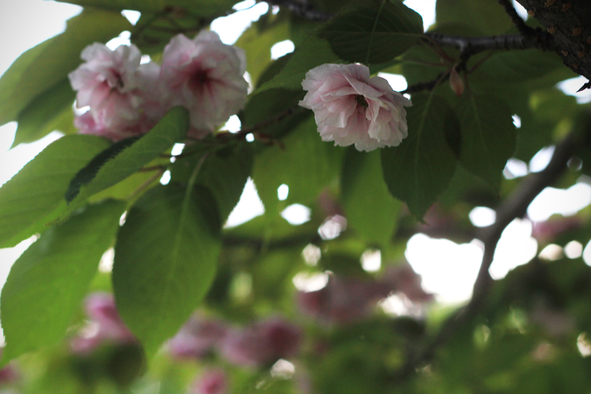 blossom23