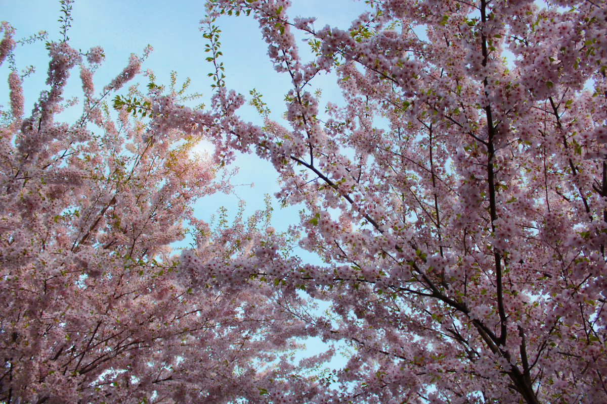 cherryforest4