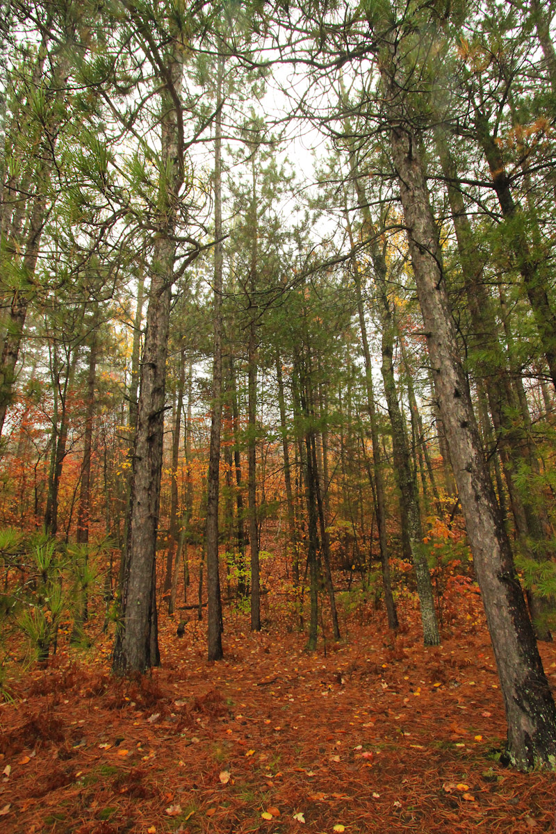 pinetree